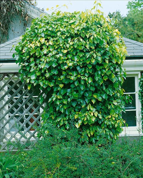 Hedera helix