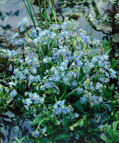 MYOSOTIS PALUSTRIS