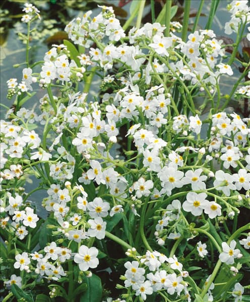 Myosotis palustris Icepearl