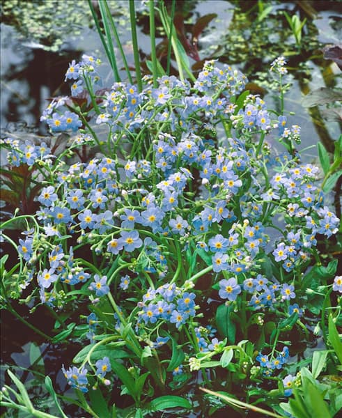 Myosotis palustris