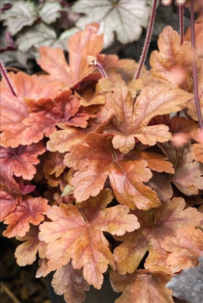X-Heucherella-Buttered-Rum