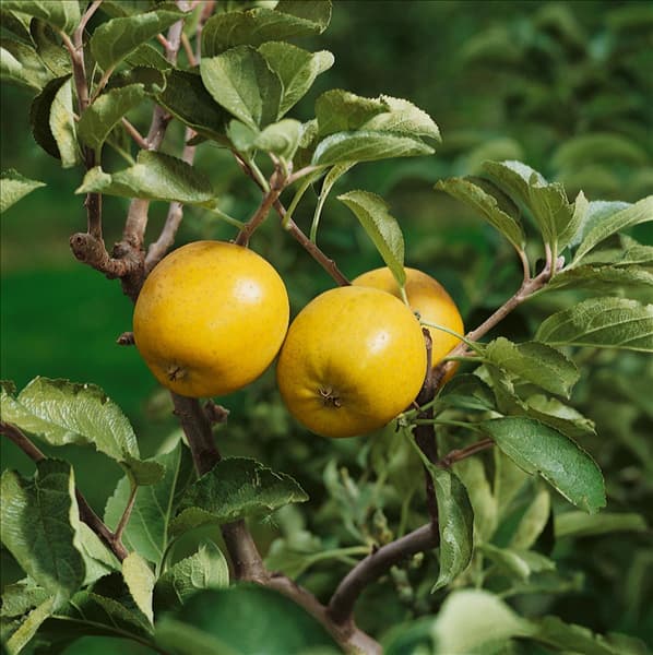 Apfel / Malus domestica Ananas Reinette