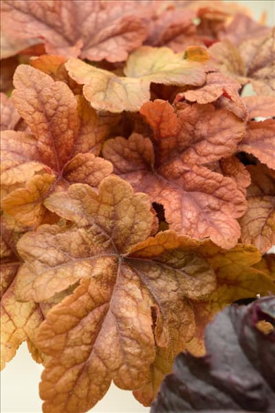 X Heucherella Buttered Rum