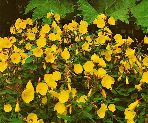 Oenothera fruticosa subsp. glauca