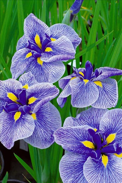 Iris ensata Sorcerer's Triumph