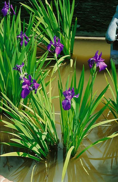 Iris ensata