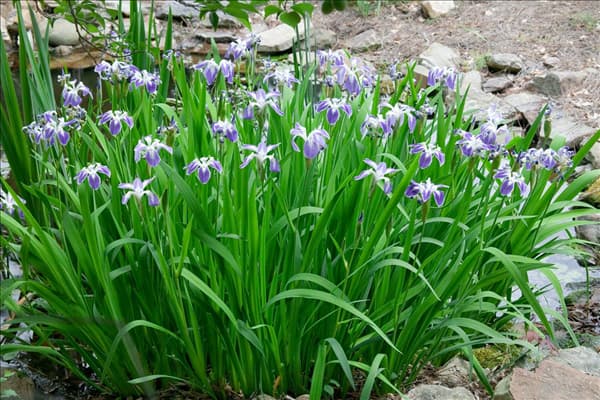 Iris ensata, blau und weiß