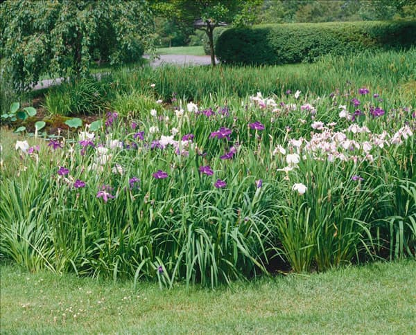 Iris ensata Mischung