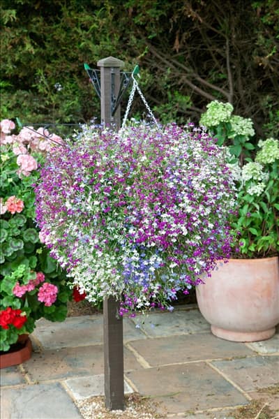 Lobelia Cascade Mischung