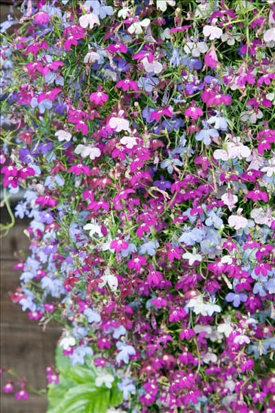 Lobelia Cascade Mischung