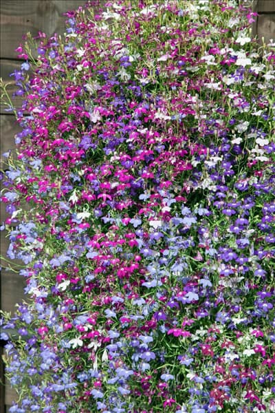 Lobelia Cascade Mischung
