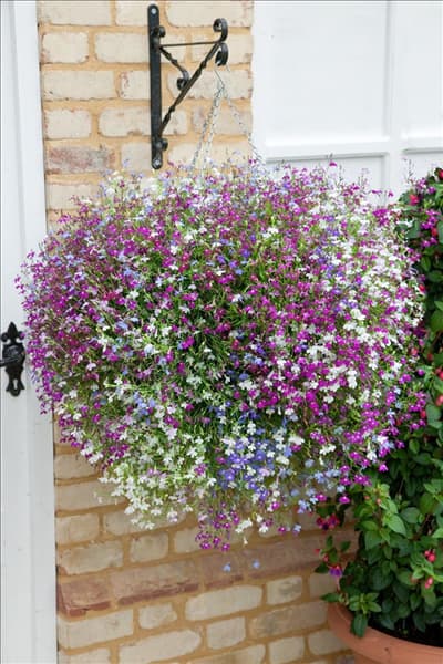 Lobelia Cascade Mischung