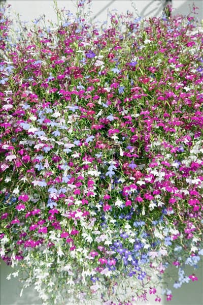 Lobelia Cascade Mischung