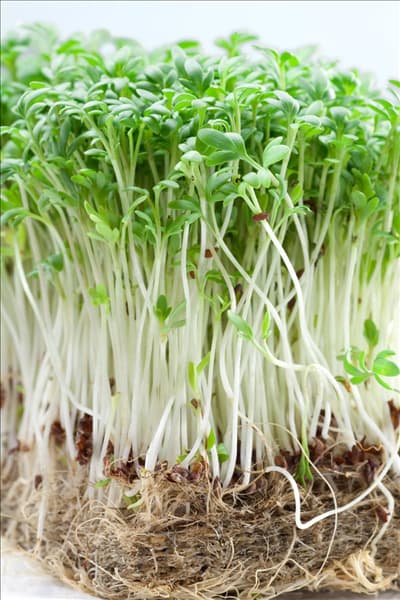 Lepidium sativum