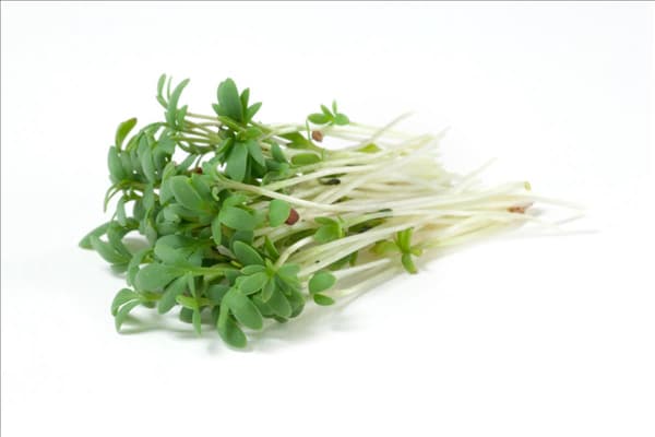 Lepidium sativum