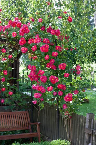 Kletterrose mit Holzbank