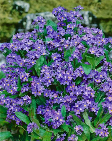 Myosotis sylvatica