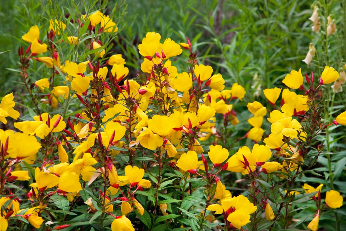 Oenothera fruticosa Sonnenwende
