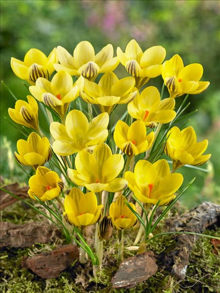 Crocus chrysanthus Gipsy Girl