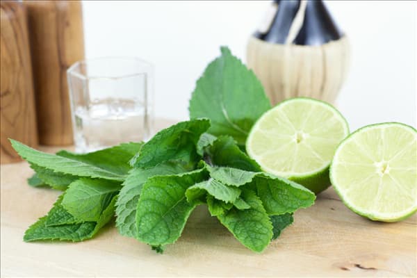 Mentha spicata