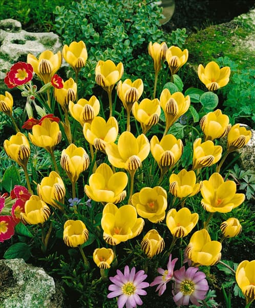 Crocus chrysanthus Gipsy Girl