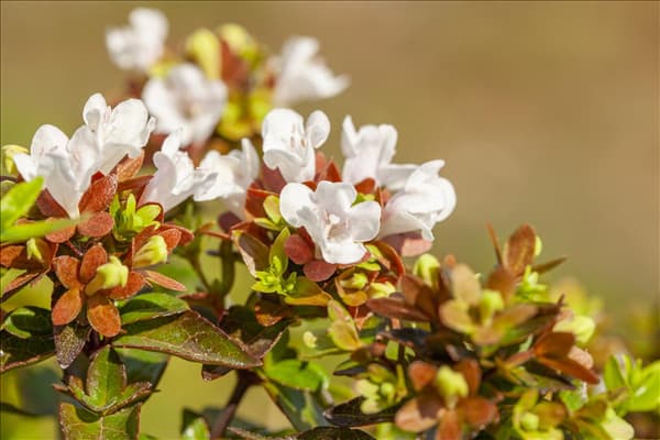 Abelia grandiflora