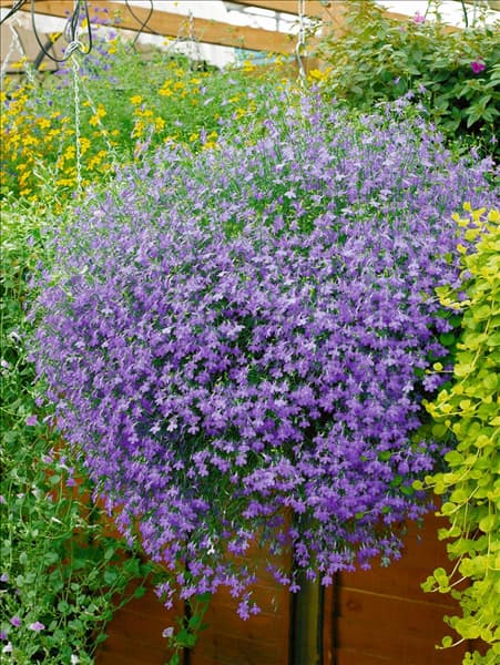 Lobelia erinus Richardii