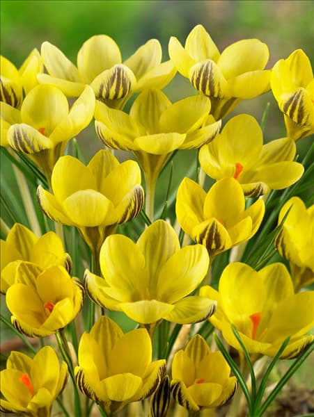Crocus chrysanthus Gipsy Girl