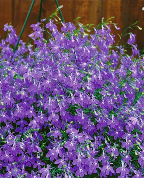Lobelia richardii