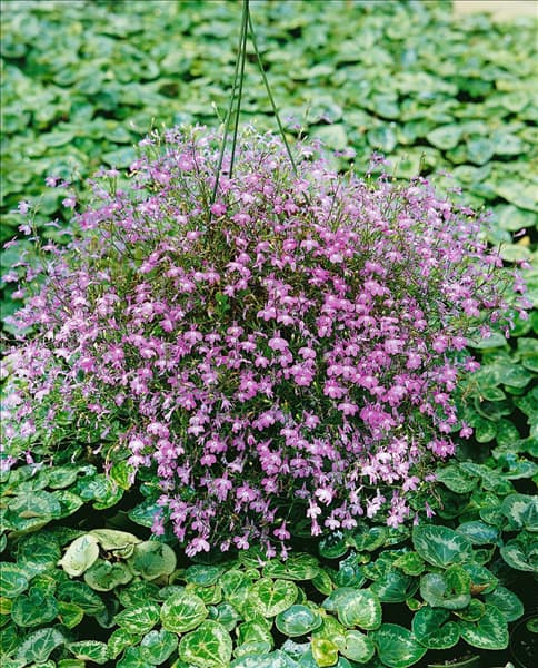 Lobelia erinus Richardii Rose