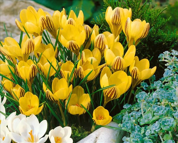Crocus chrysanthus Gipsy Girl