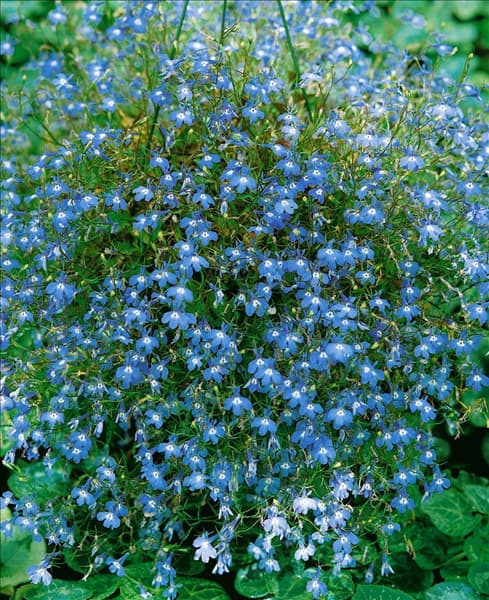 Lobelia erinus Richardii Blue