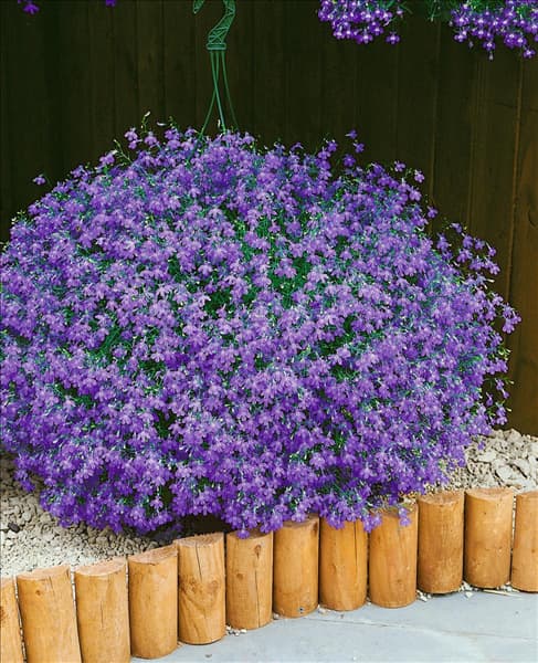 Lobelia richardii
