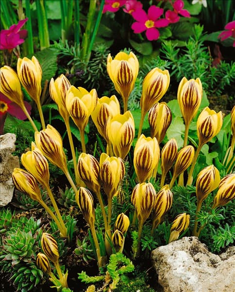 Crocus chrysanthus Gipsy Girl