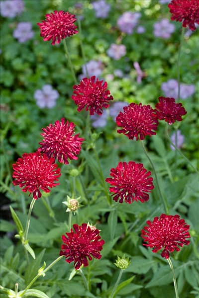 Knautia macedonica Mars Midget