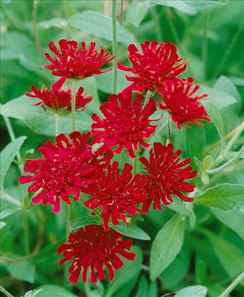 Knautia macedonica