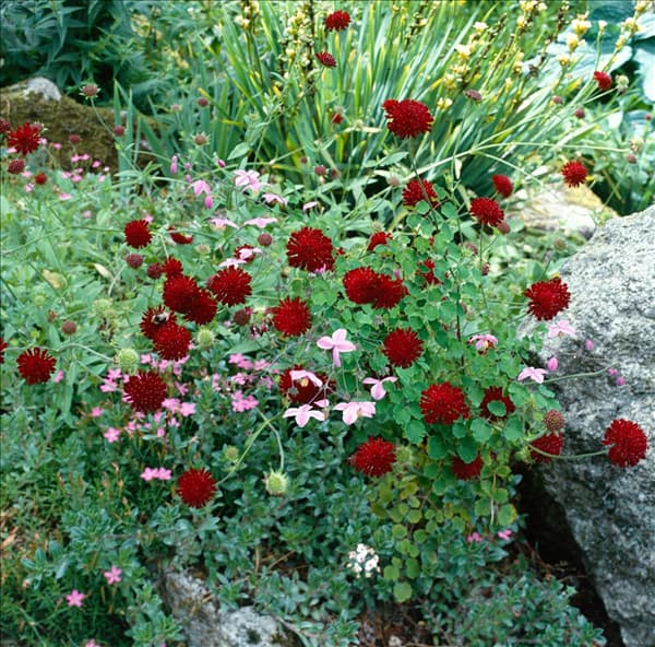 Knautia macedonica
