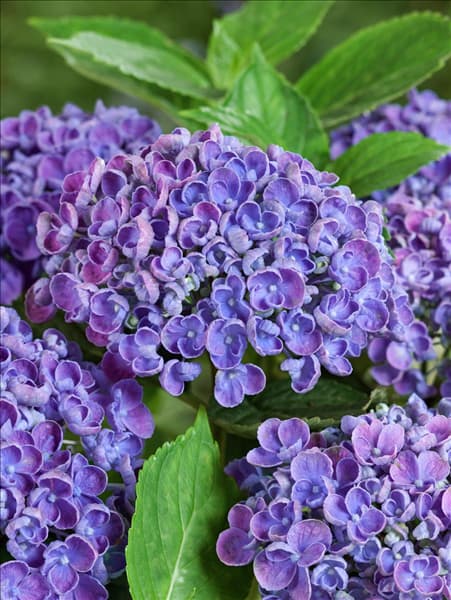 Hydrangea macrophylla Hovaria ® Hopcorn