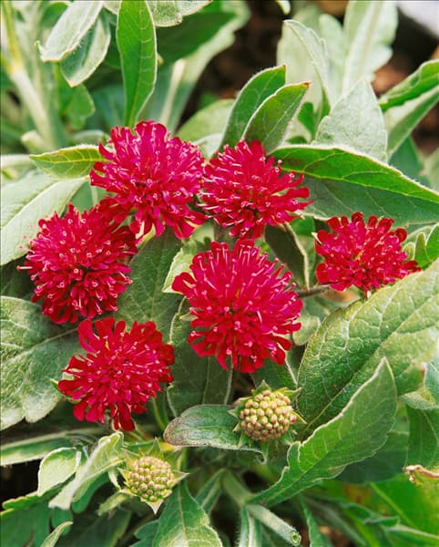 Knautia macedonica