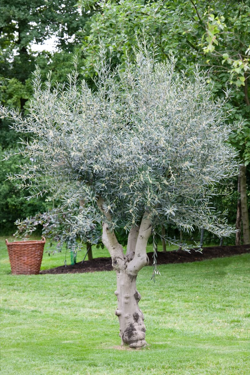Olea europaea