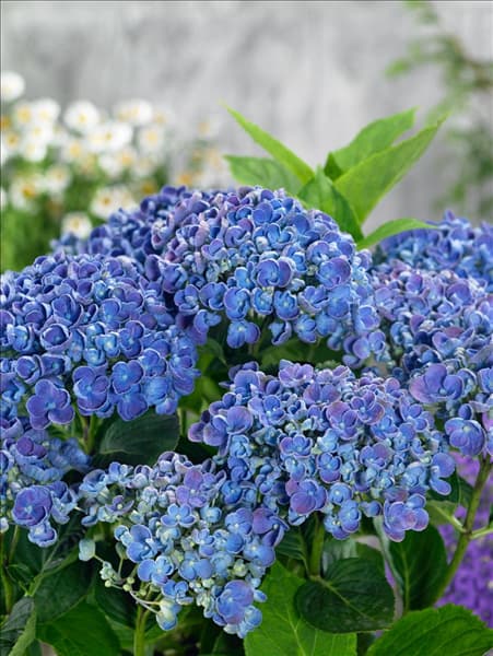 Hydrangea macrophylla Hovaria ® Hopcorn
