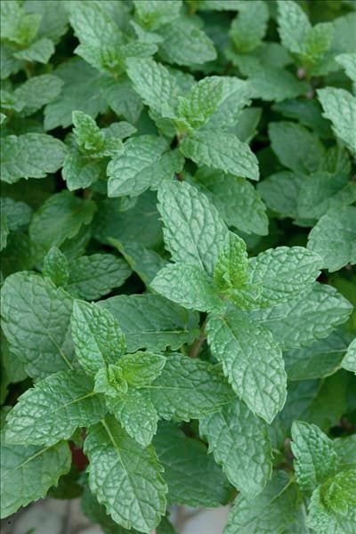 Mentha spicata Moroccan