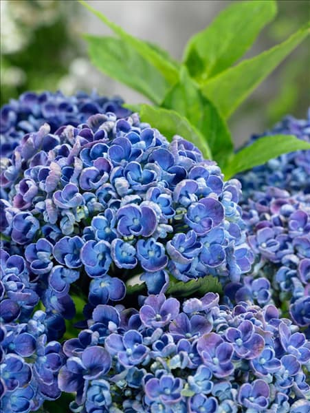 Hydrangea macrophylla Hovaria ® Hopcorn