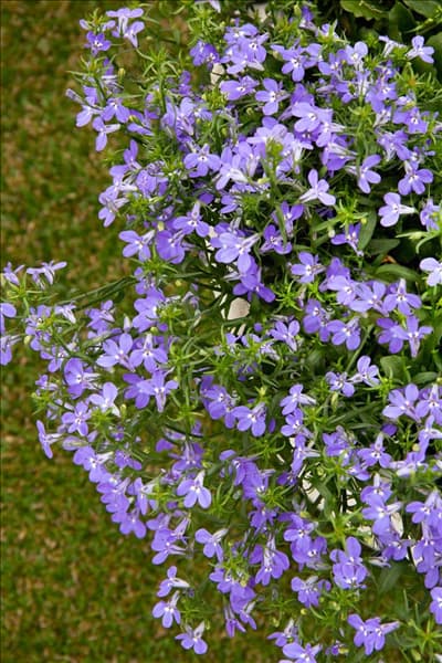 Lobelia Laguna ™ Trailing Blue