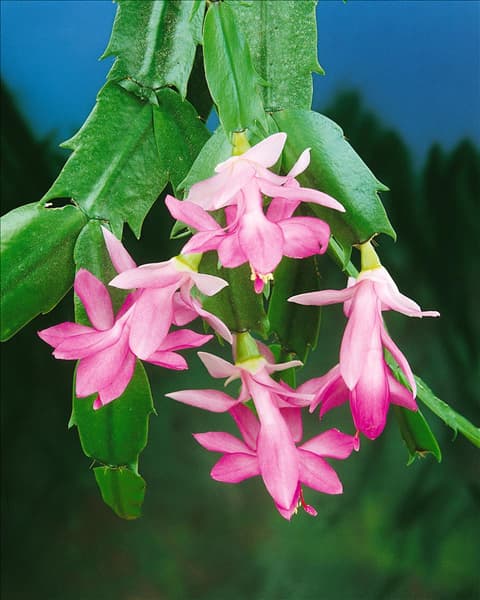 Schlumbergera