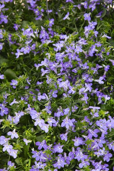 Lobelia Laguna ™ Trailing Blue