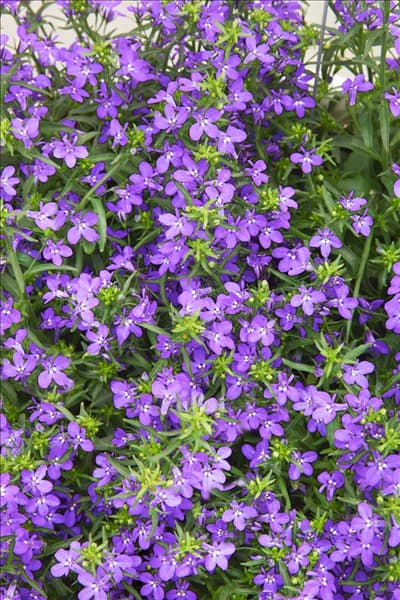 Lobelia Laguna ™ Trailing Dark Blue