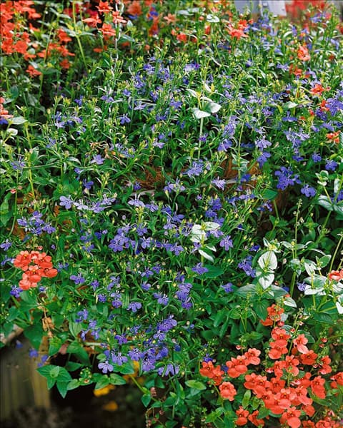 Lobelia erinus Laguna Trailing Sky Blue