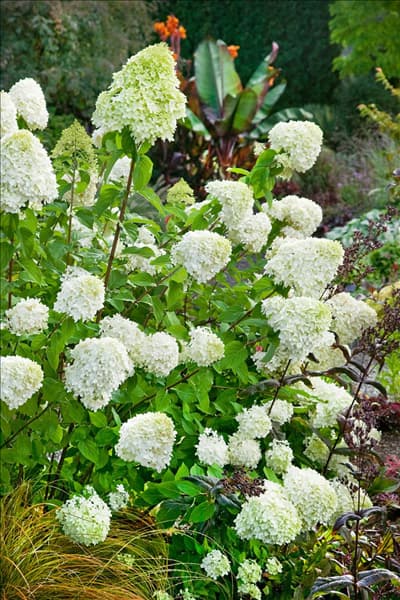 Hydrangea paniculata