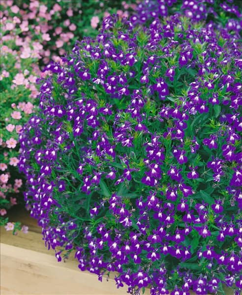Lobelia erinus Laguna